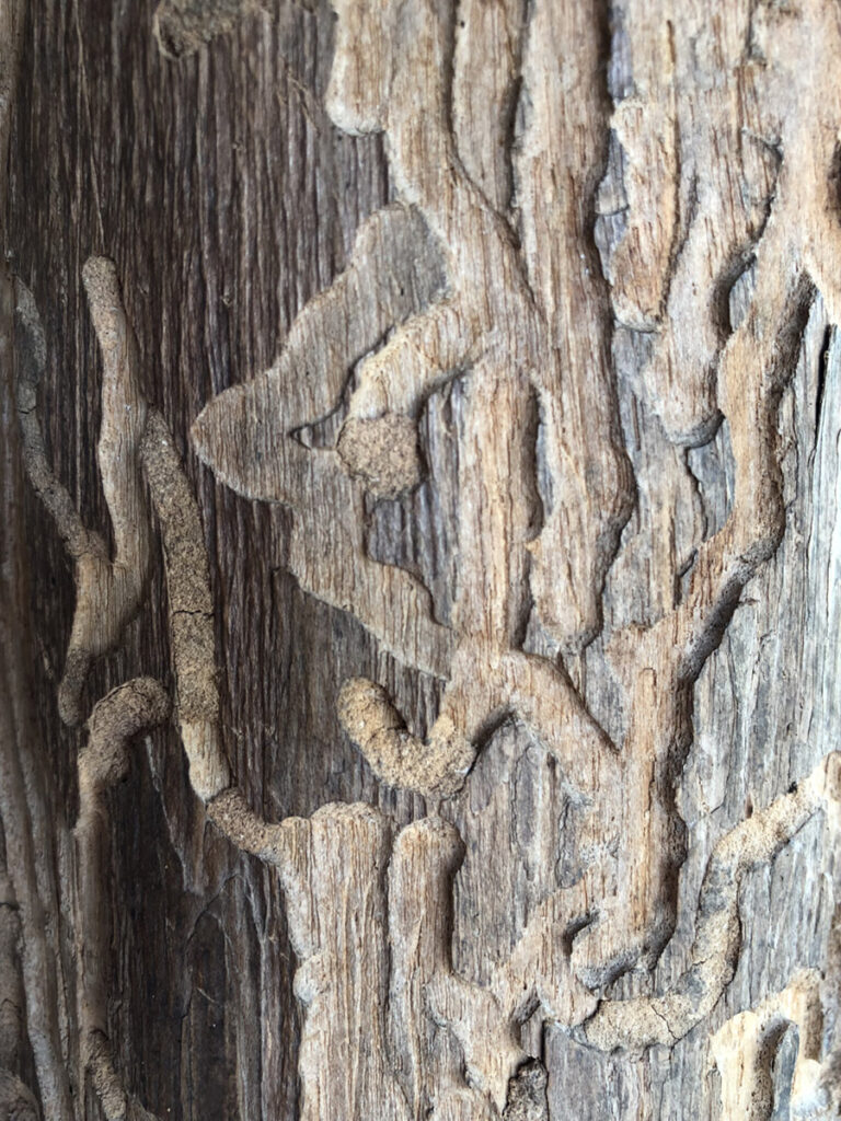 termitas afi desinfecciones bilbao