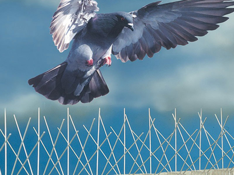 control aves Bilbao anti palomas golondrinas