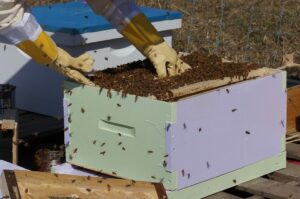 el-estres-por-calor-afecta-a-las-abejas