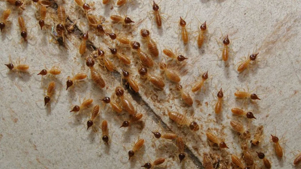 eliminar termitas Barakaldo Bizkaia