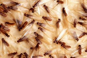 control plagas termitas Bilbao