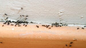 eliminar plagas hormigas Bilbao