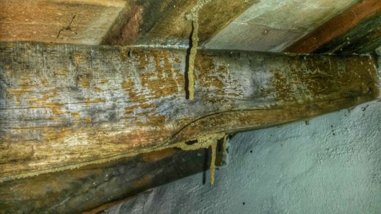 tratamientos madera carcoma termitas Plentzia