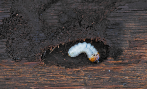eliminar la carcoma de la madera en Bizkaia