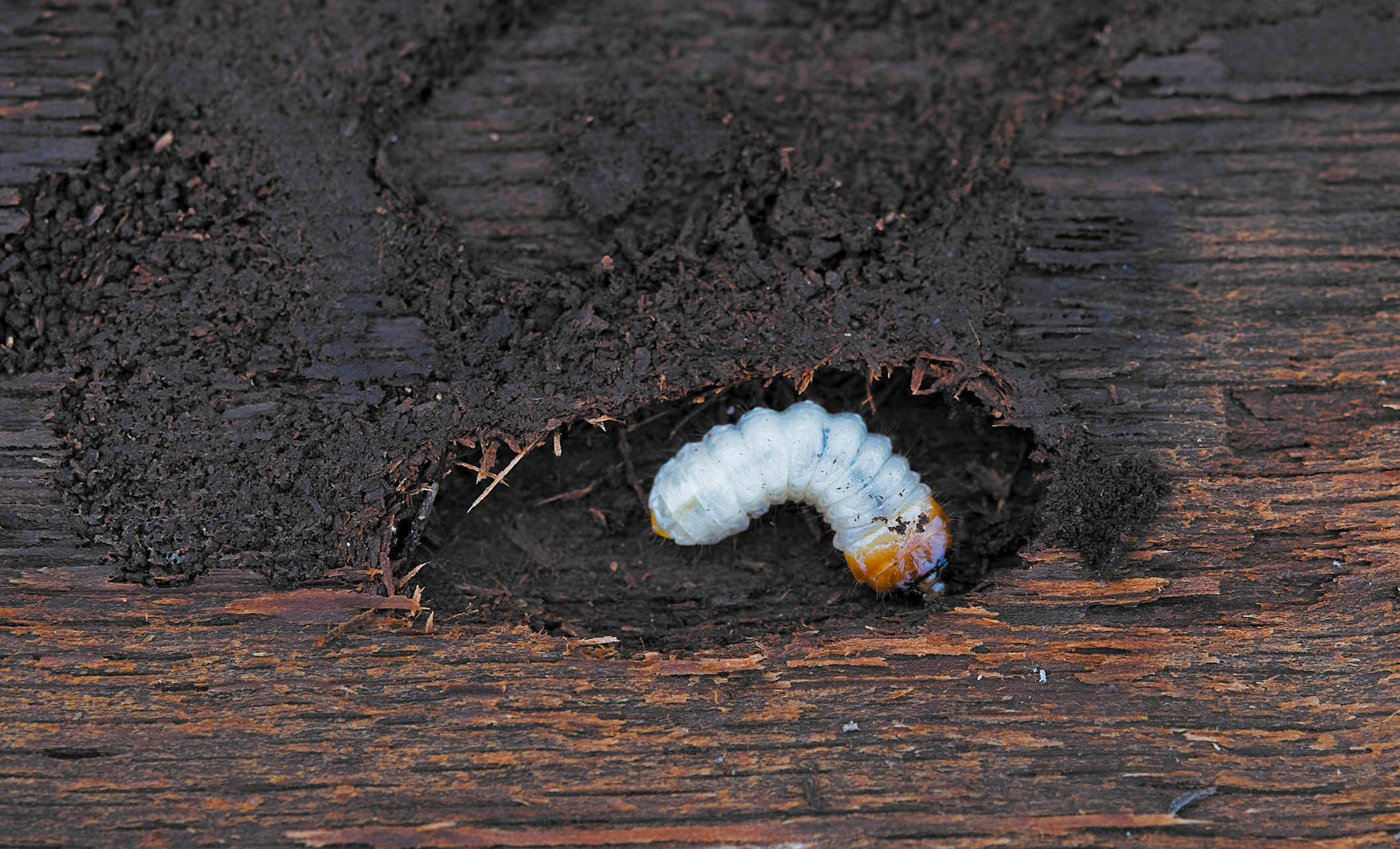 eliminar la carcoma de la madera en Bizkaia