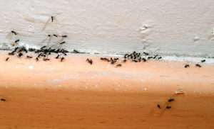 Control de plagas de insectos en Bizkaia
