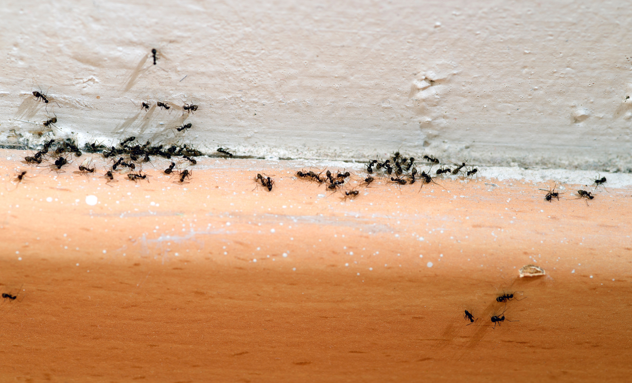 Control de plagas de insectos en Bizkaia