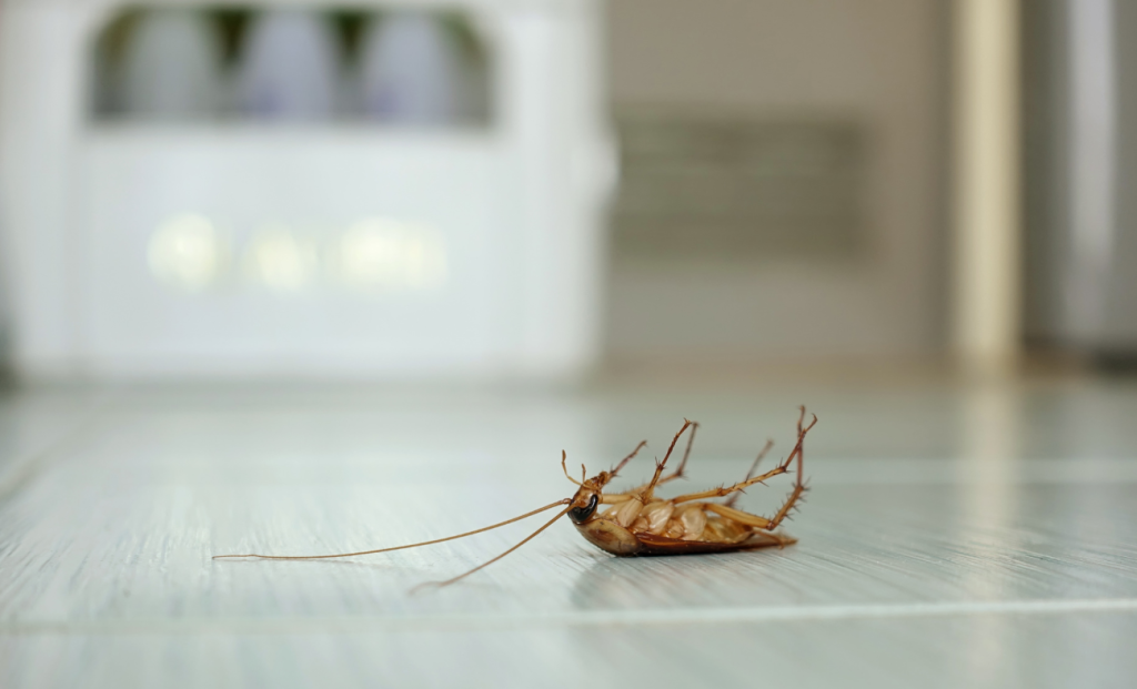 plagas de insectos en Bizkaia