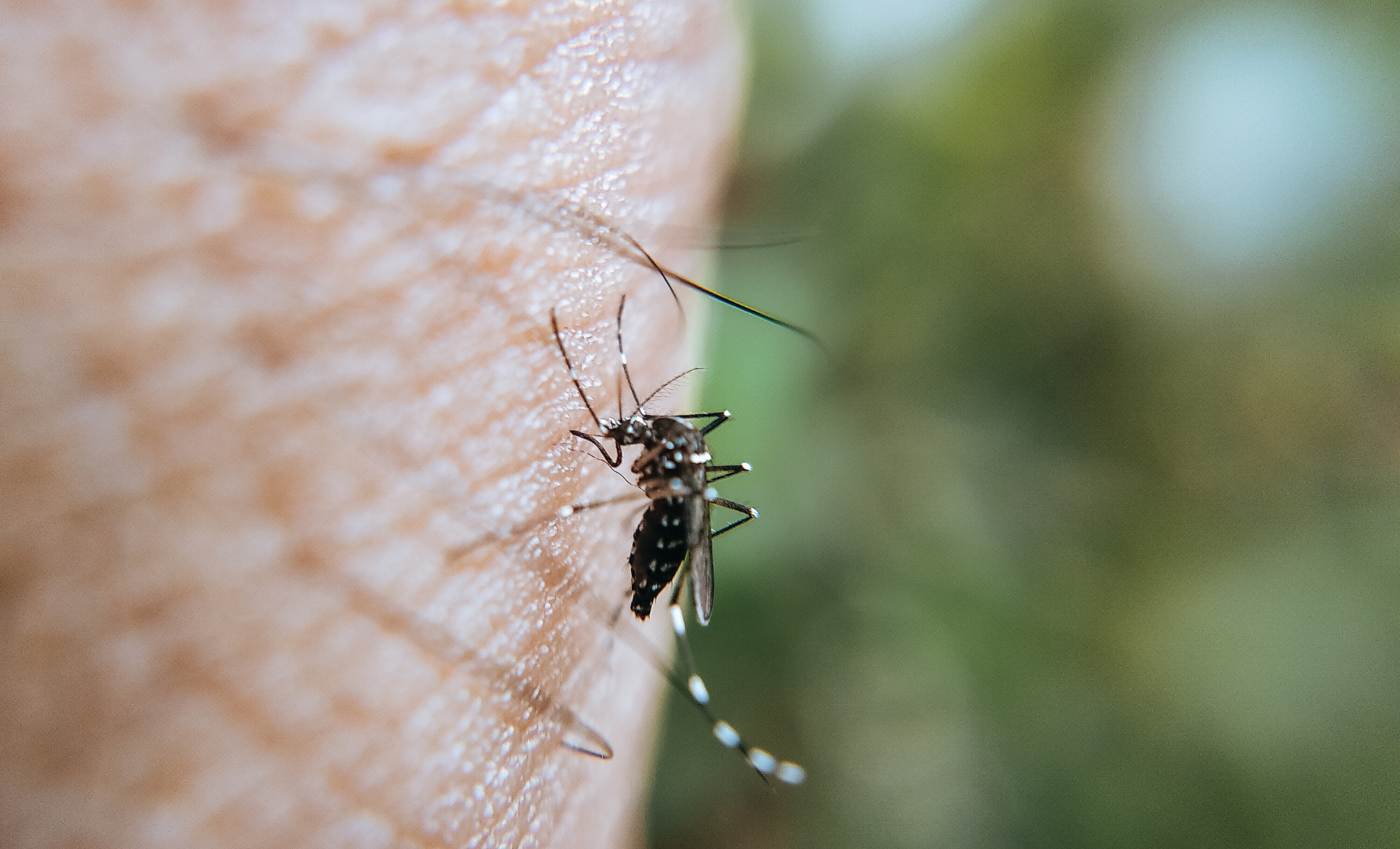 Cómo actuar ante una plaga de mosquitos en Bizkaia