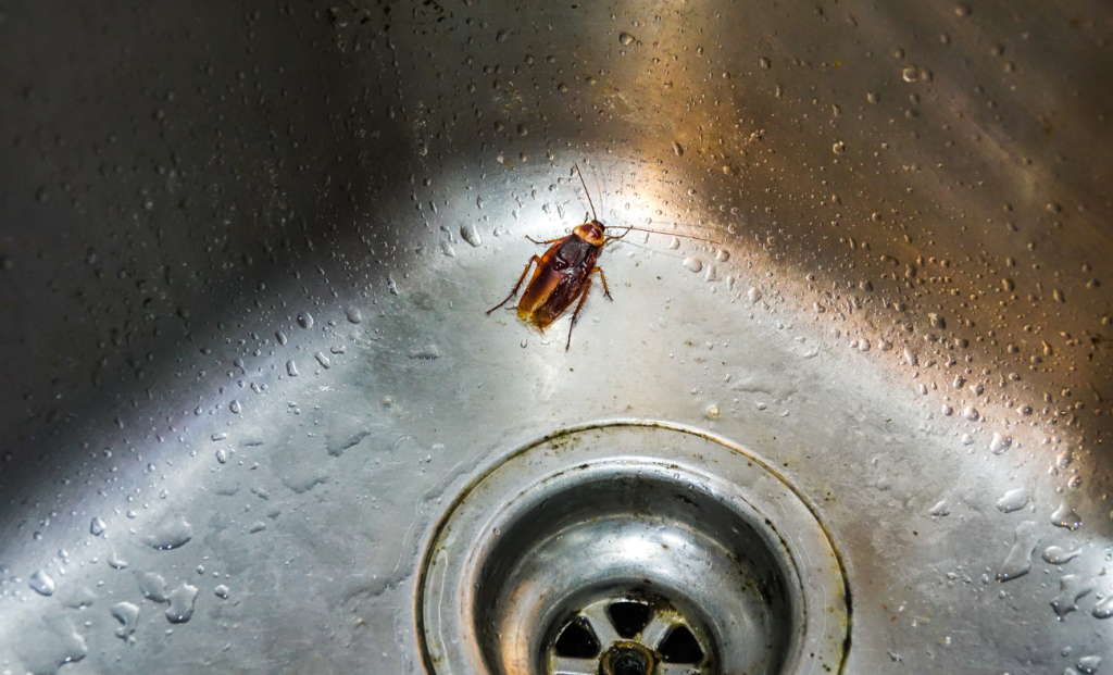 Por dónde entran las cucarachas en los pisos antiguos de Bilbao