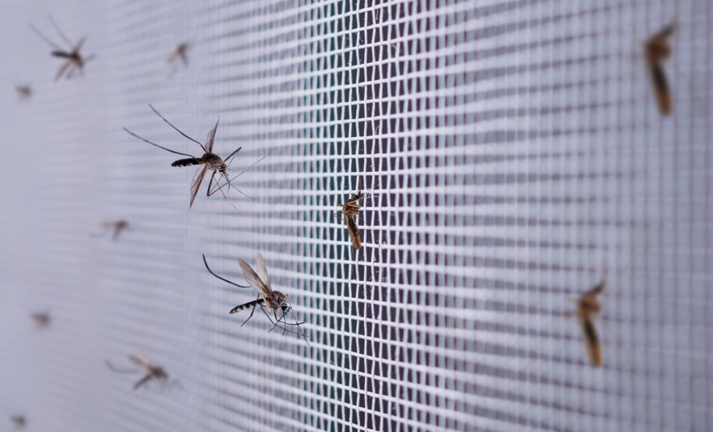 plaga de mosquitos en Bizkaia