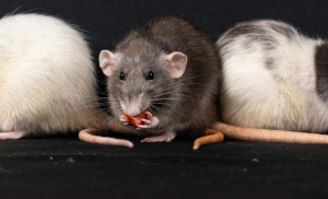 plaga de ratas en Basauri