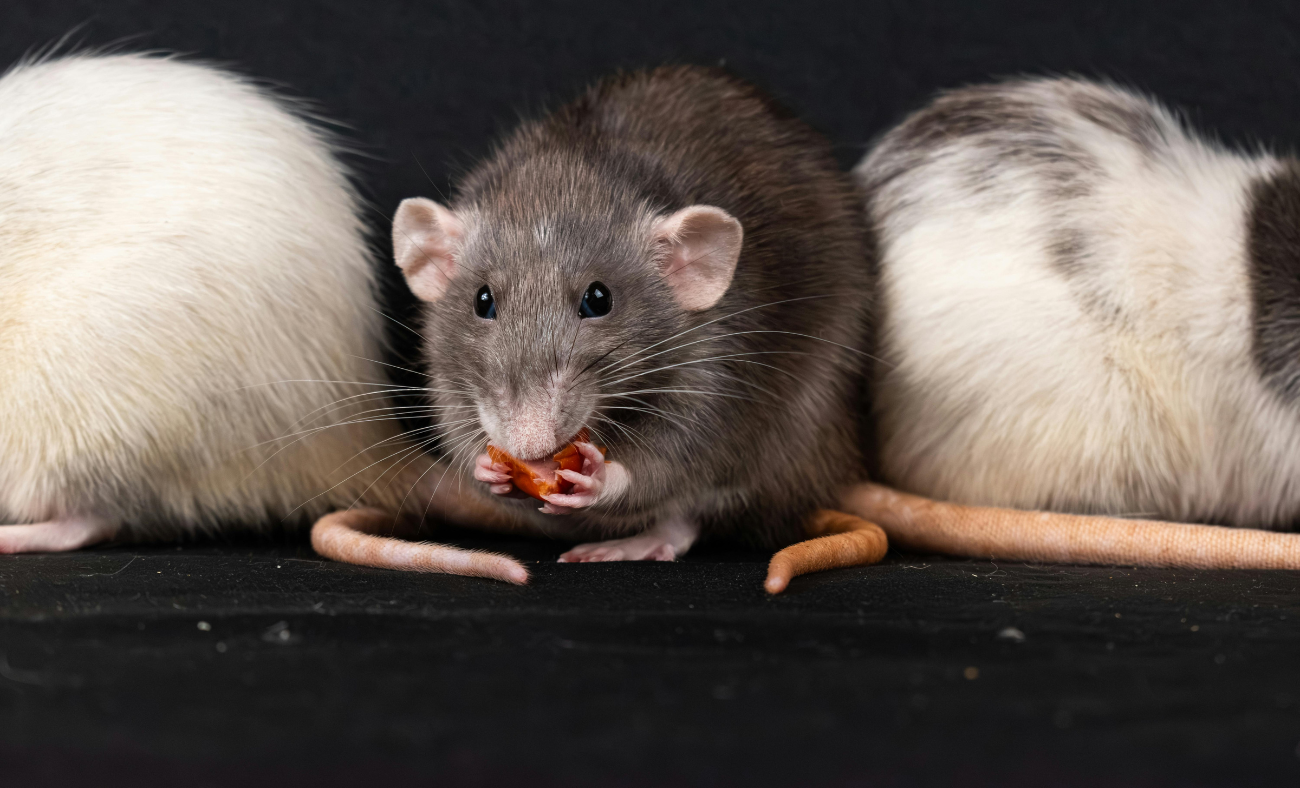 plaga de ratas en Basauri